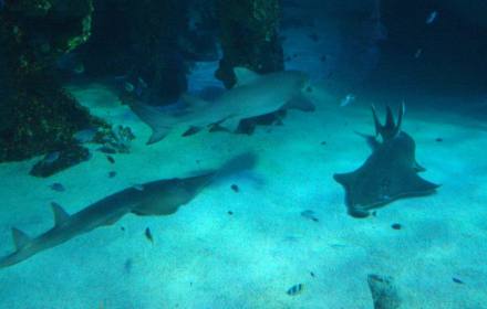 悉尼水族馆SEA LIFE